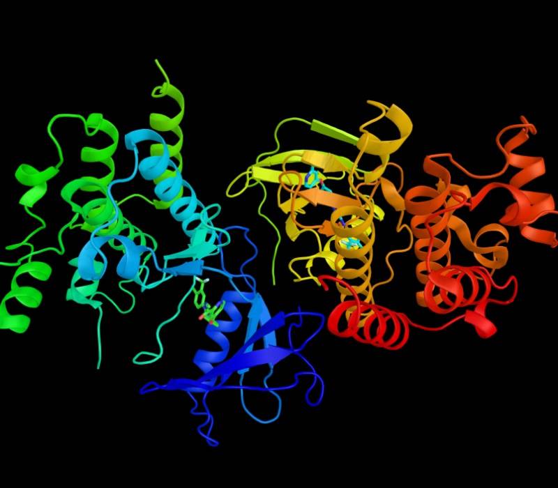 Proteína B-Raf