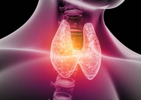 La glándula de la tiroides se encuentra en el cuello