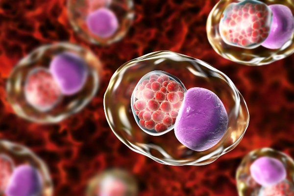 Bacterias de clamidia