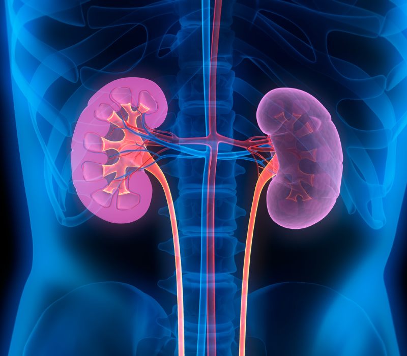 El impacto del alcohol en los riñones, lo que dice la ciencia