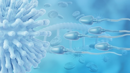 El coronavirus puede alterar el número de espermatozoides