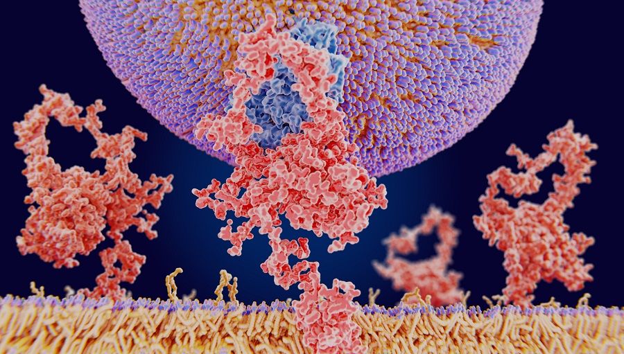 Unión de partículas de LDL al receptor de LDL