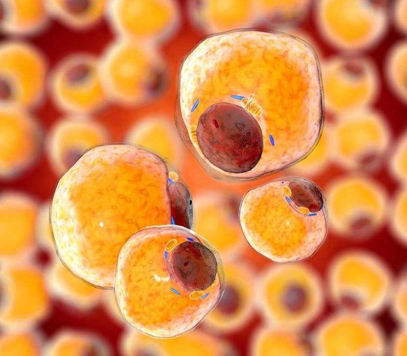 Ilustración de las células de tejido adiposo o graso