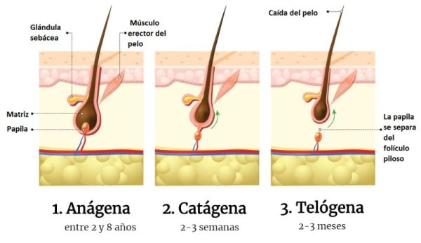 Ciclo de crecimiento de pelo
