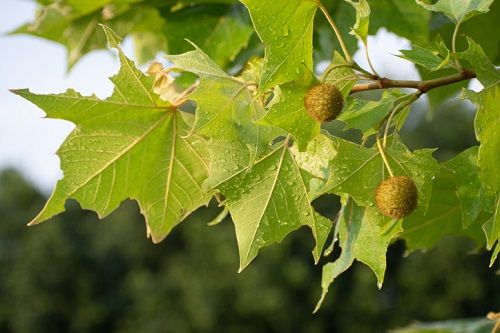 Plátano de sombra y la alergia a su polen