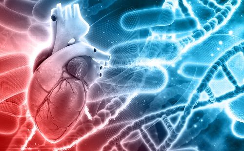 Cuidar la salud cardiovascular a través de la genética