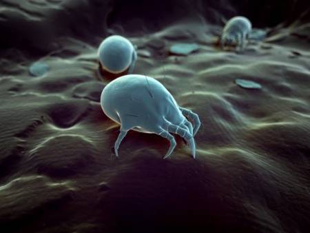 Ácaros, insectos microscópicos