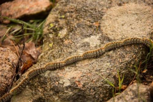 Oruga procesionaria
