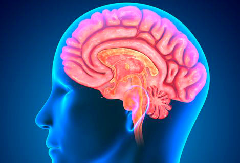 neurocirugiacerebro
